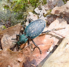 Carabus scabrosus tauricus