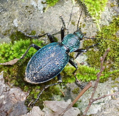 Carabus scabrosus tauricus