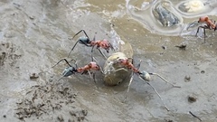 Iridomyrmex sanguineus