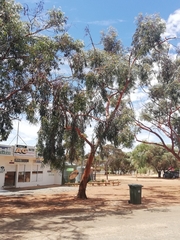 Eucalyptus stricklandii