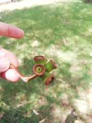 Eucalyptus stricklandii