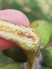 Eucalyptus stricklandii