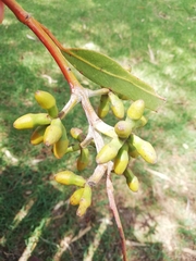 Eucalyptus stricklandii