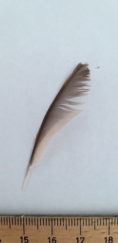 Plume de Moineau friquet