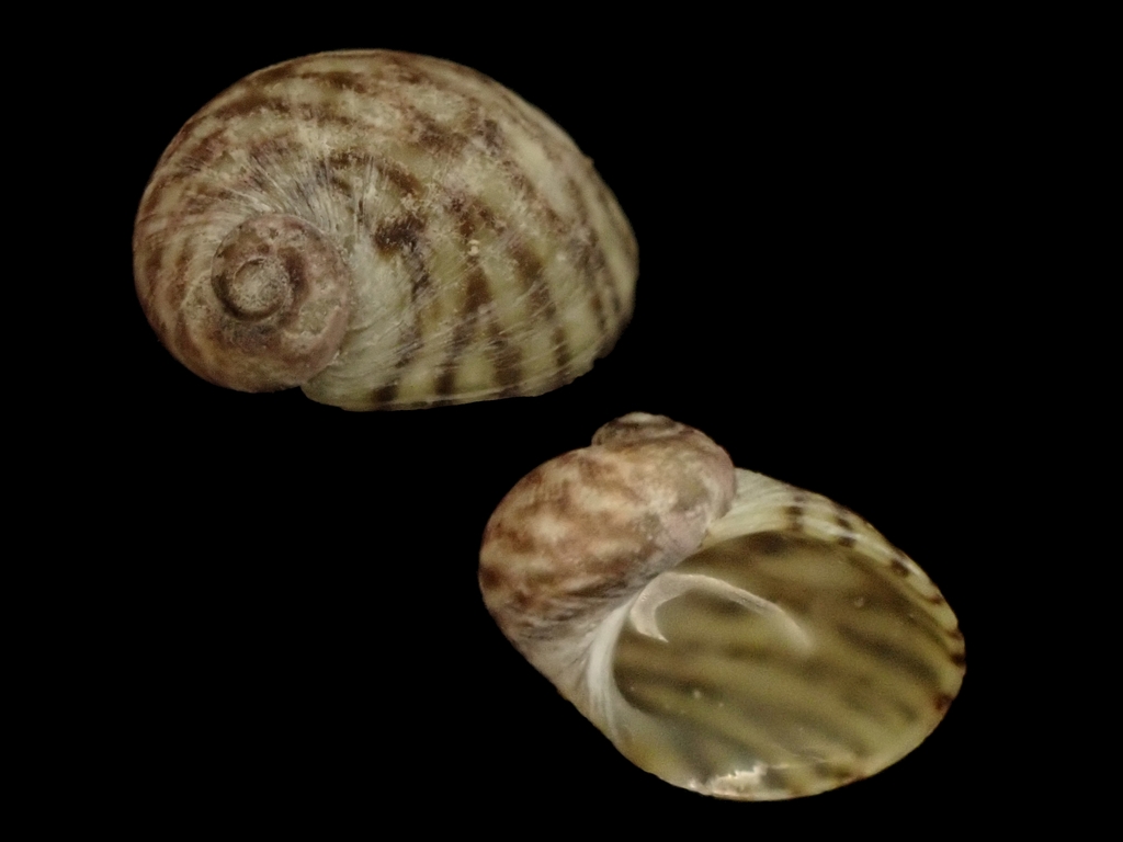 Fossarininae