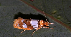 Piloprepes aemulella