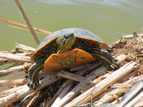 Western Painted Turtle