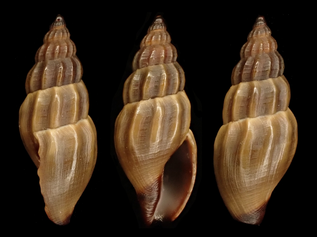 Cone Snails and Allies