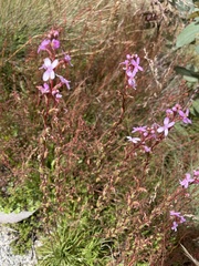 Stylidium montanum