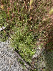 Stylidium montanum