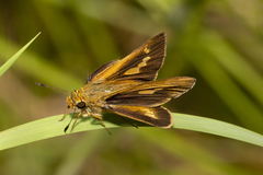 Parnara amalia