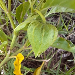 Physalis viscosa
