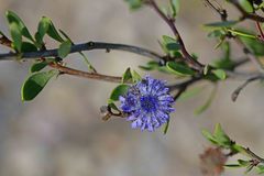 Globularia alypum