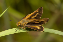 Parnara amalia