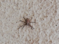 Pulchellodromus