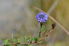 Globularia alypum