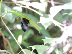 Lyropteryx apollonia