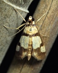Deuterarcha xanthomela