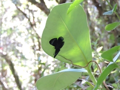 Lyropteryx apollonia