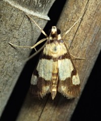 Deuterarcha xanthomela