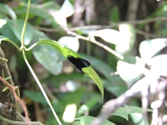 Lyropteryx apollonia