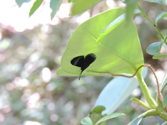 Lyropteryx apollonia