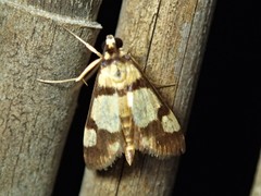 Deuterarcha xanthomela