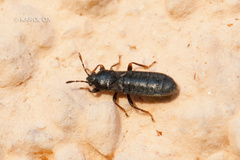 Dimorphopterus spinolae