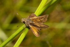 Parnara amalia