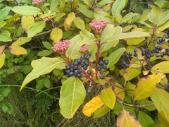 Viburnum tinus tinus