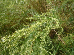 Artemisia dracunculus