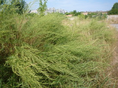 Artemisia dracunculus