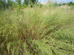 Artemisia dracunculus