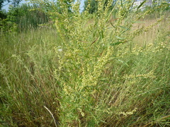 Artemisia dracunculus