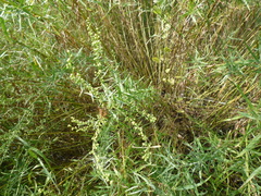 Artemisia dracunculus