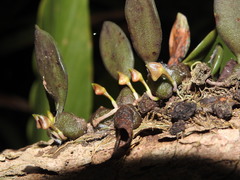 Bulbophyllum stocksii