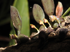 Bulbophyllum stocksii