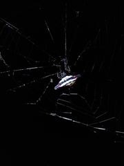 Gasteracantha geminata