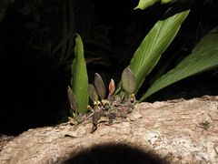 Bulbophyllum stocksii