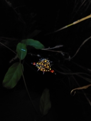 Gasteracantha geminata