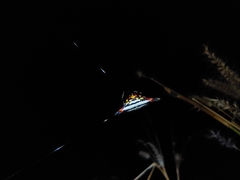 Gasteracantha geminata