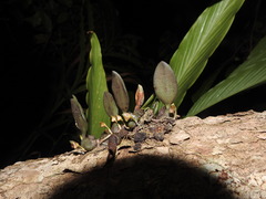 Bulbophyllum stocksii