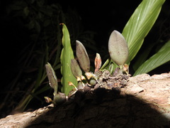 Bulbophyllum stocksii