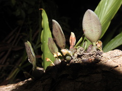 Bulbophyllum stocksii