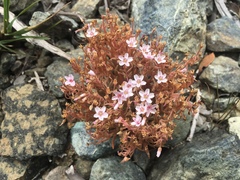 Claytonia exigua