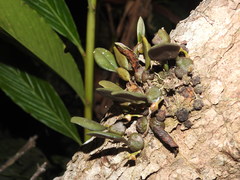 Bulbophyllum stocksii