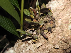 Bulbophyllum stocksii