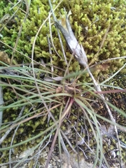 Dianthus longicaulis