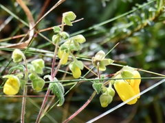 Calceolaria leucanthera
