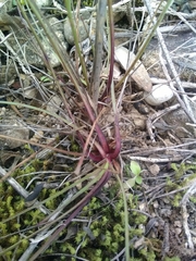 Dianthus longicaulis
